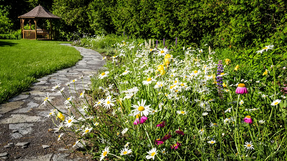 a photo of farmhouse flowers: wildflower garden