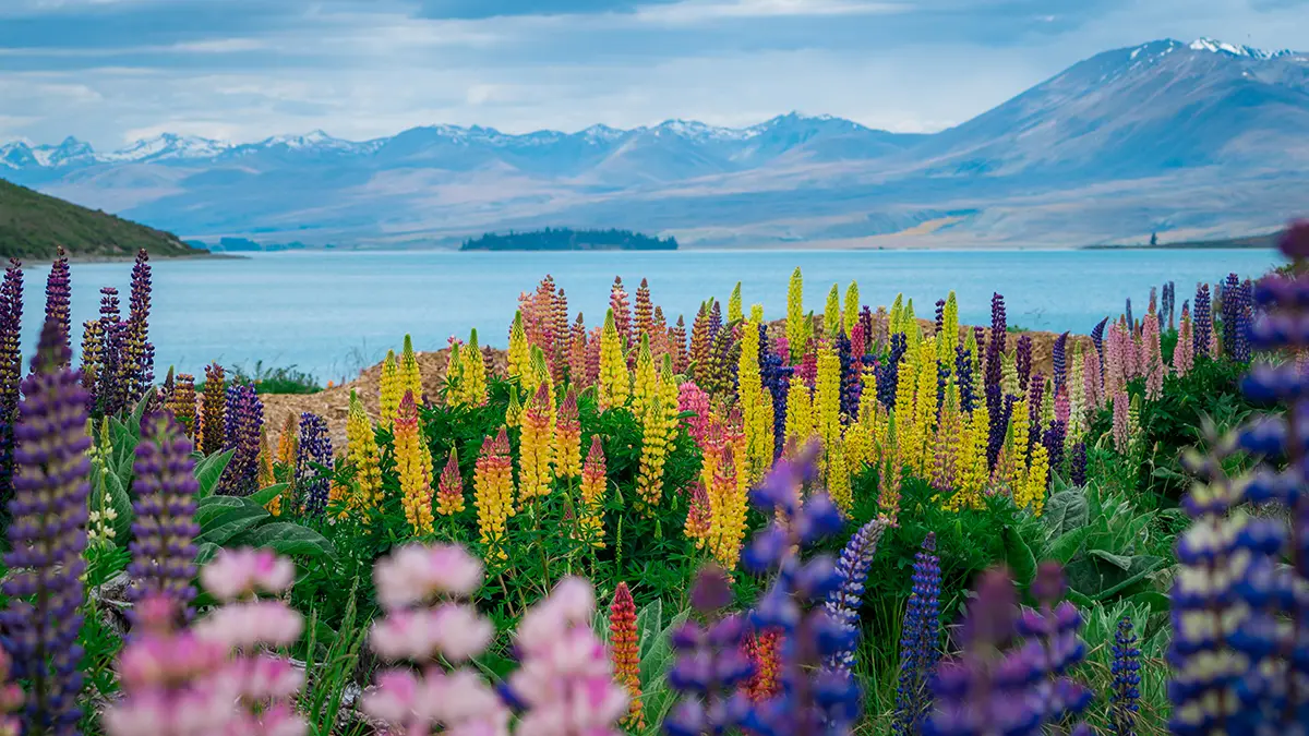 a photo of see flowers with lupines in new zealand