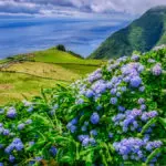 a photo of see flowers with hydrangeas in the azores