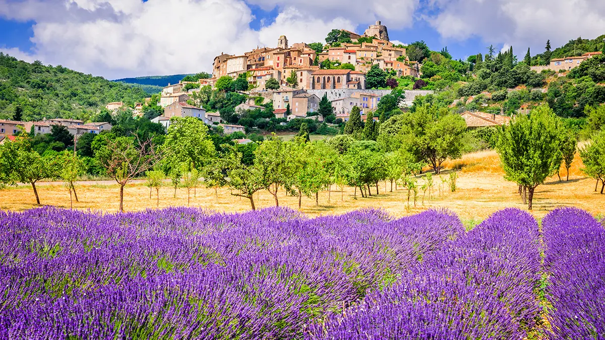 a photo of see flowers with lavender in provence, france