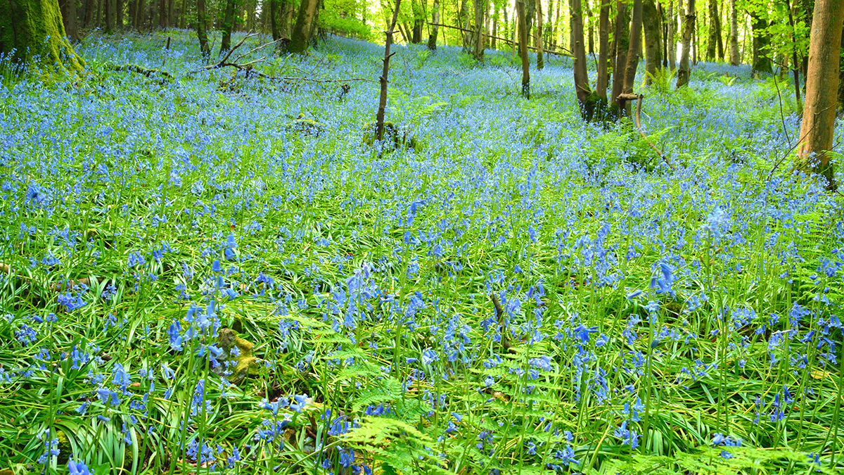 a photo of see flowers with bluebells in devon, england