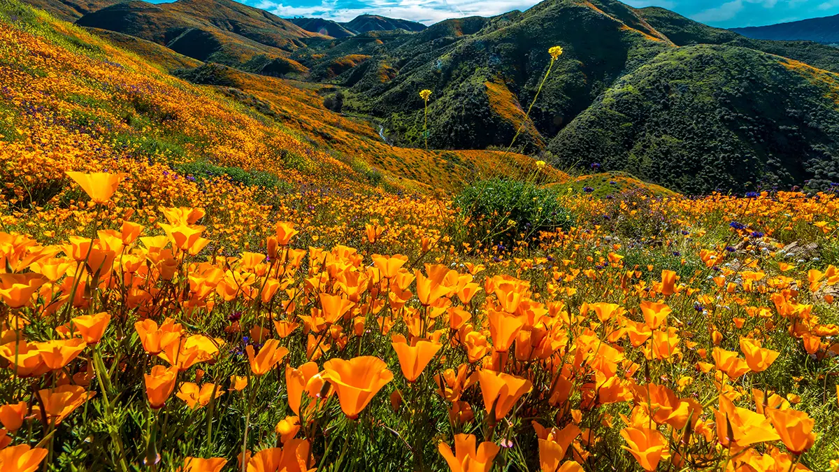 a photo of ee flowers with poppies in california