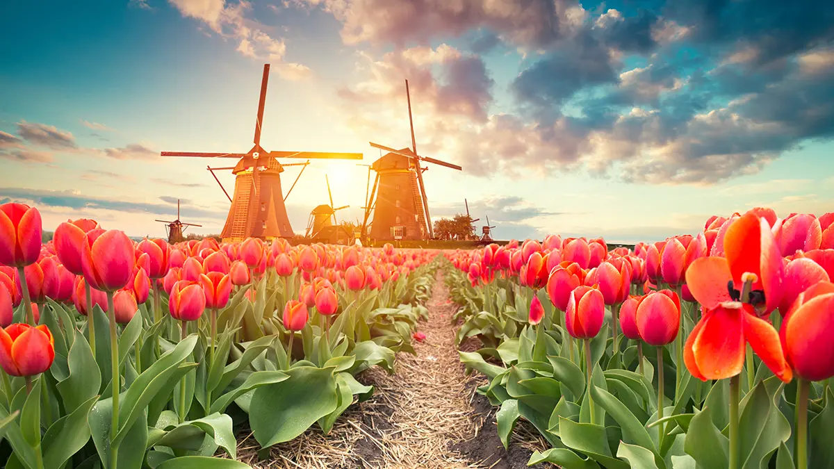 a photo of see flowers with tulips in the netherlands