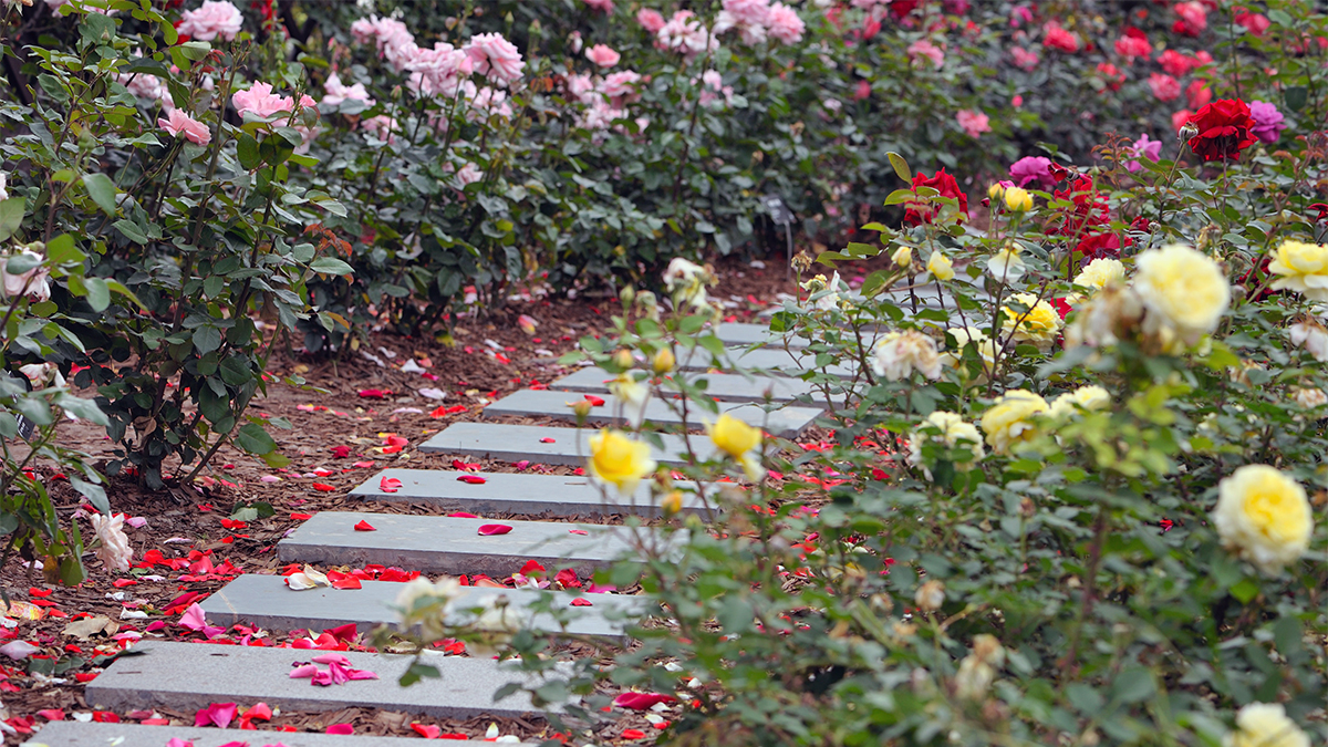 una foto de datos sobre rosas con un jardín de rosas