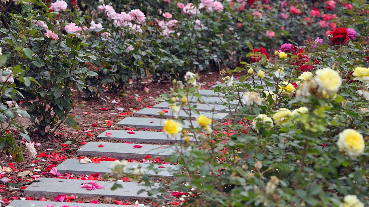 a photo of facts about roses with a rose garden