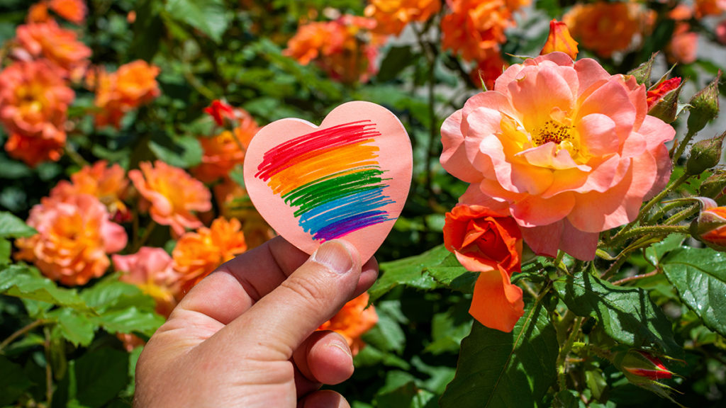 A photo of celebrate pride month with a piece of paper with a rainbow flag painted on it on a background of roses