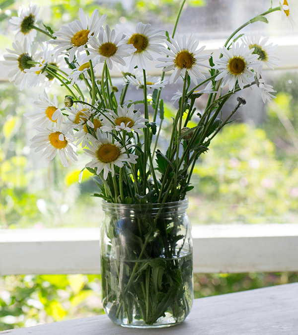 a photo of farmhouse flowers: daisies on a windowsill