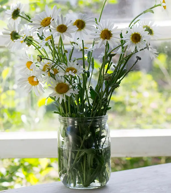 farmhouse flowers: daisies on a windowsill