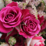 a photo of facts about roses with pink roses