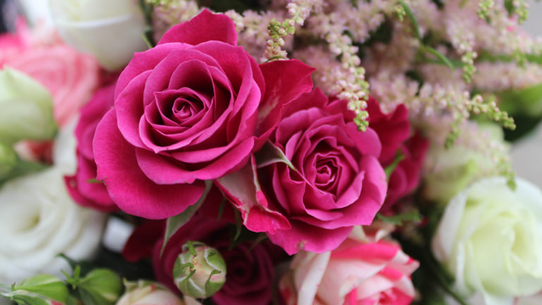 a photo of facts about roses with pink roses