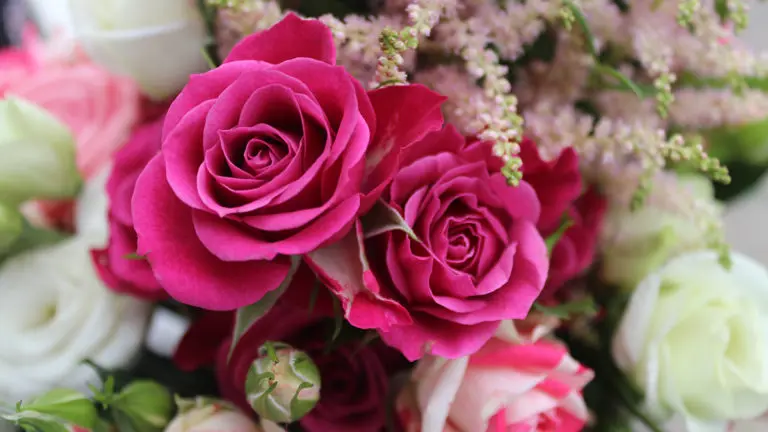 11 Facts About Roses