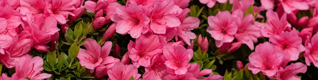 Photo of an azalea, a popular outdoor flowering plant