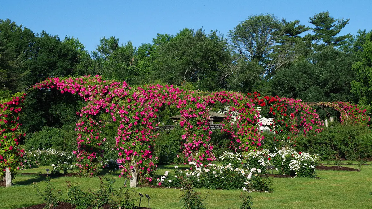 a photo of rose festivals with rose arches at elizabeth park