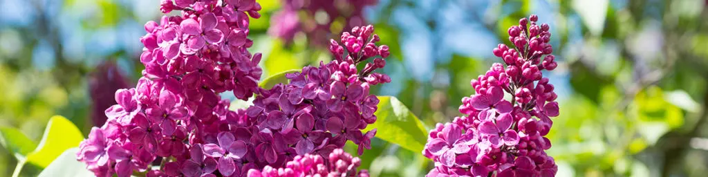 Photo of a lilac, a popular flowering plant