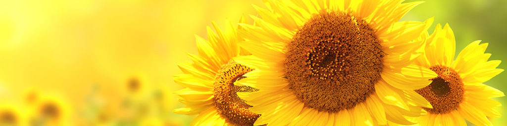 Photo of a blooming sunflower