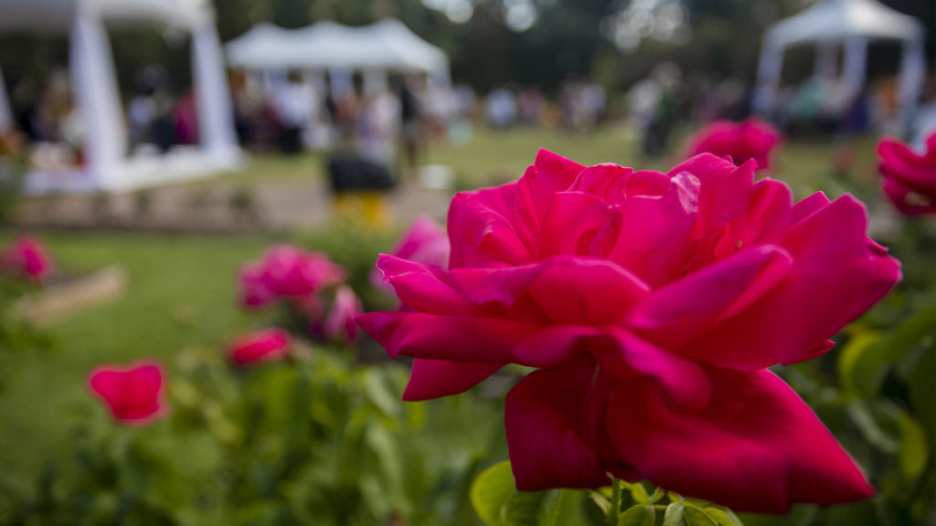 A photo of rose festivals with a rose from the texas rose festival