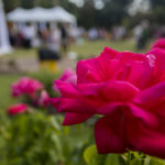 A photo of rose festivals with a rose from the texas rose festival