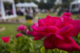7 Best Rose Festivals in the United States