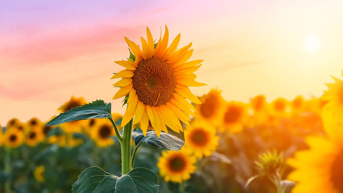 A photo of summer flowers with a field of sunflowers
