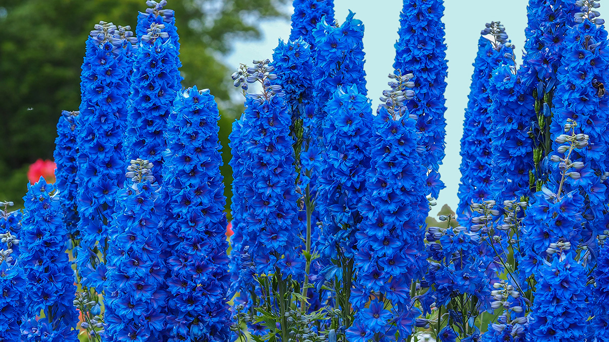 A photo of summer flowers with delphinium