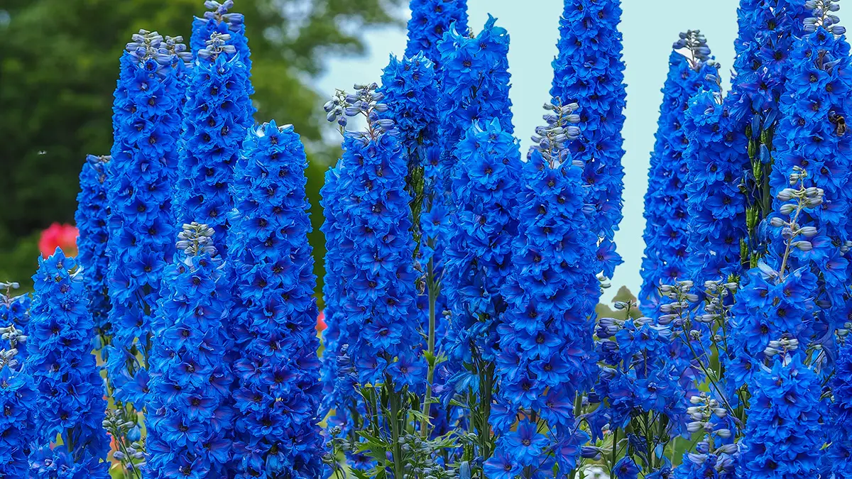 30 Top Summer Flowers That Are Easy to Plant