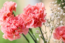 9 Facts About Carnations