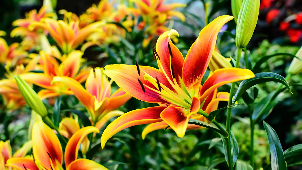A photo of summer flowers asiatic lilies