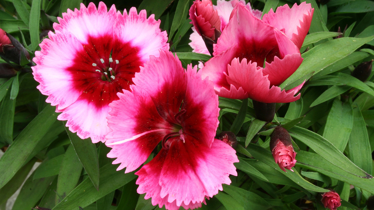 A photo of summer flowers with dianthus