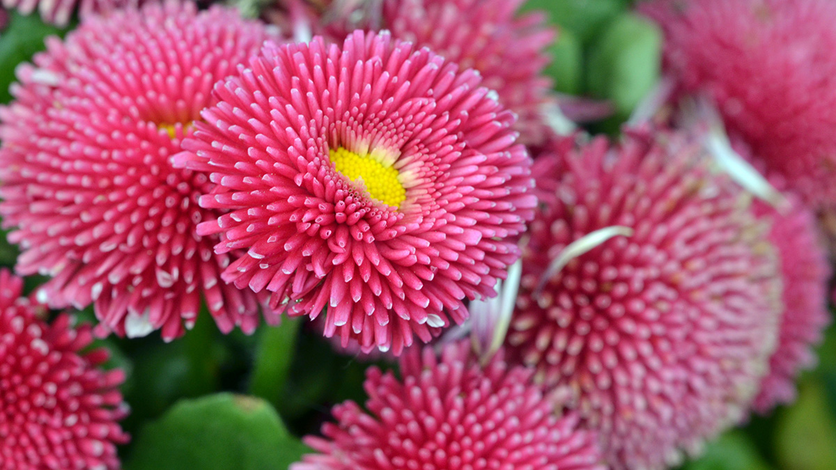 A photo of summer flowers with english daisy