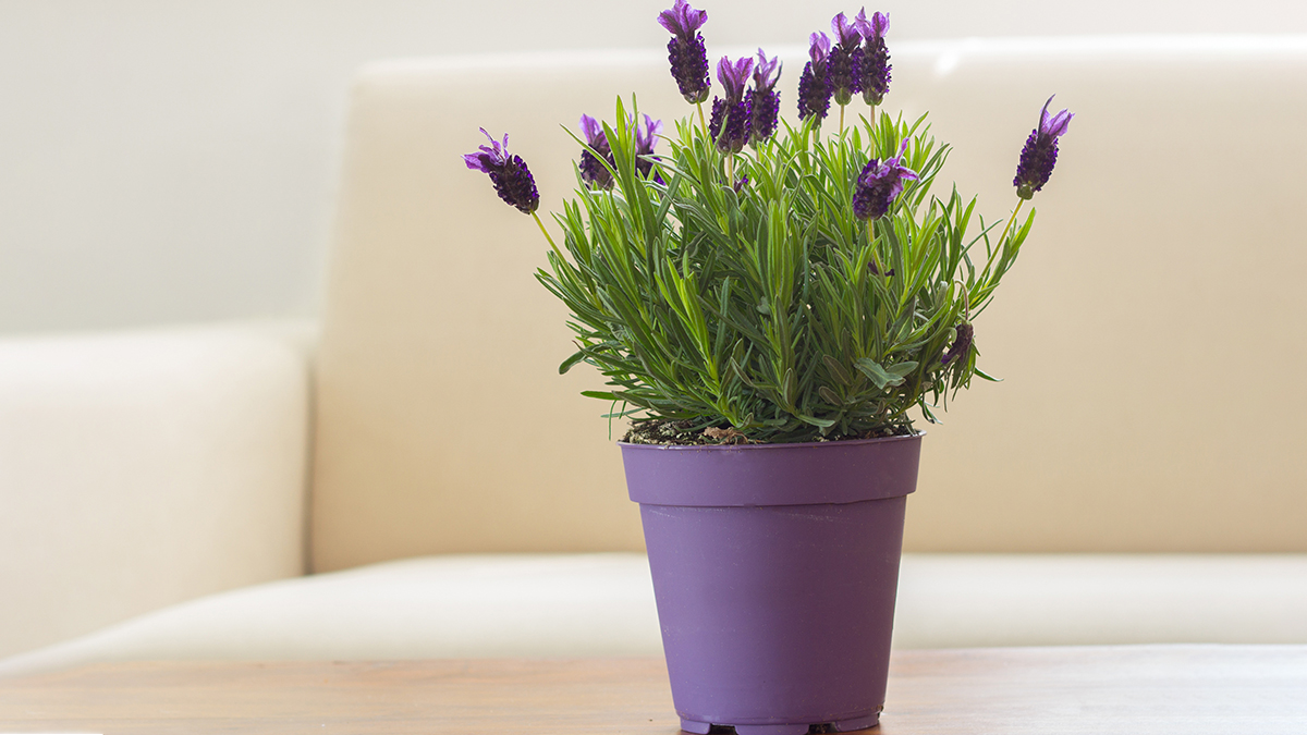 A photo of summer flowers with lavender in a pot