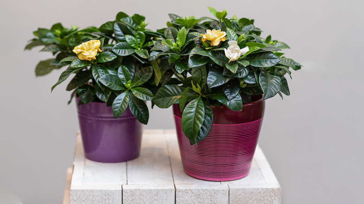 A photo of summer flowers with gardenias in pots