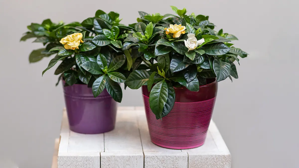 A photo of summer flowers with gardenias in pots