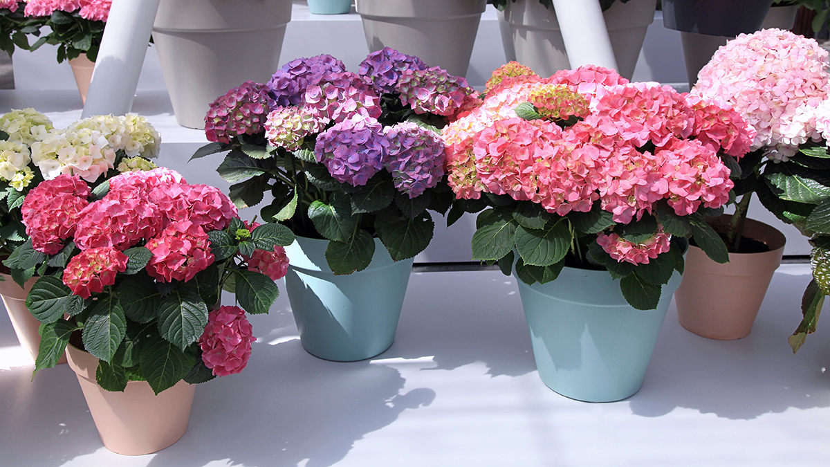 A photo of summer flowers with hydrangea in pots