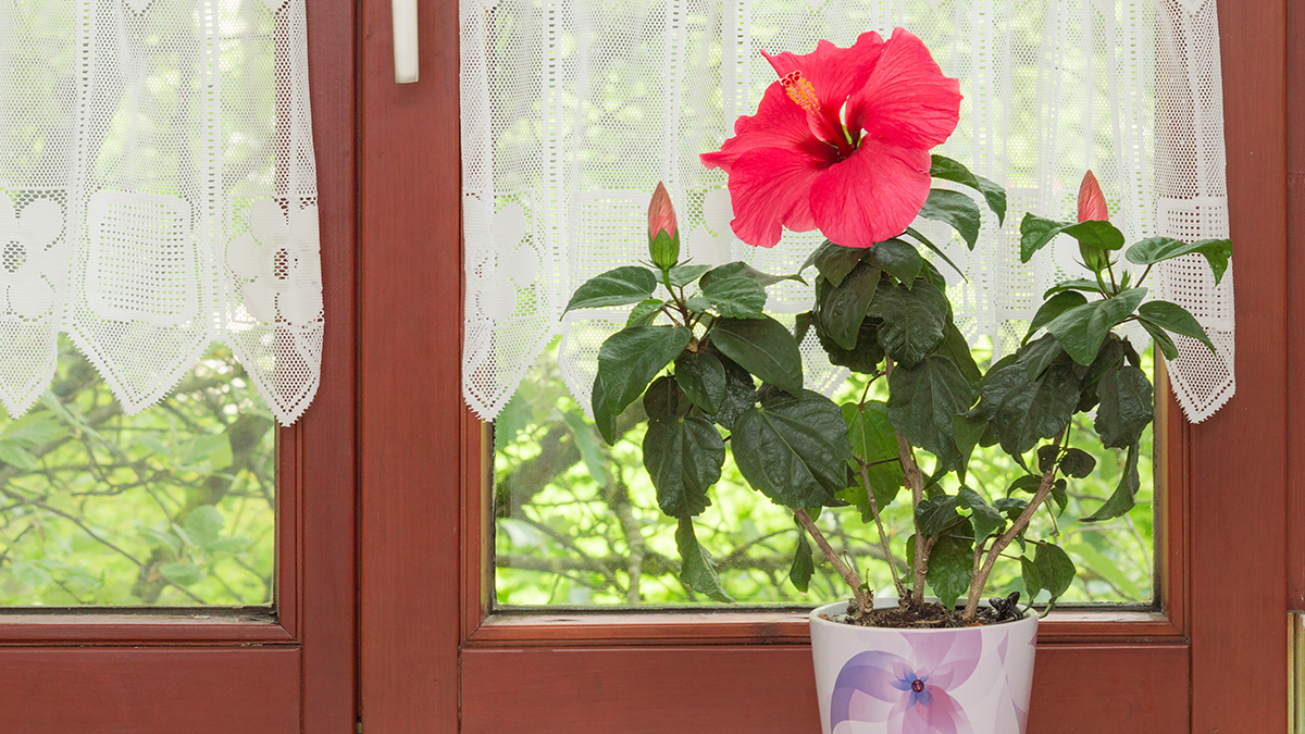 A photo of summer flowers with tropical hibiscus in a pot