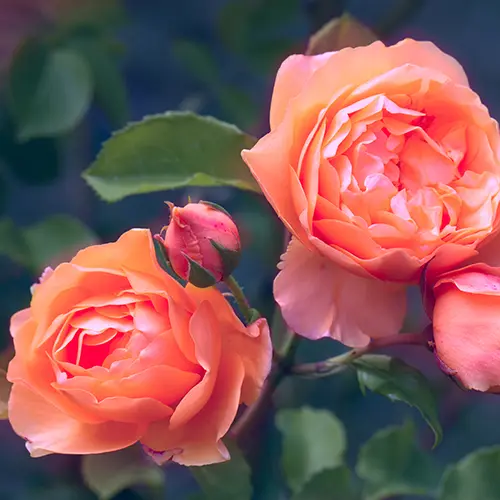 a photo of rose color meanings with coral roses