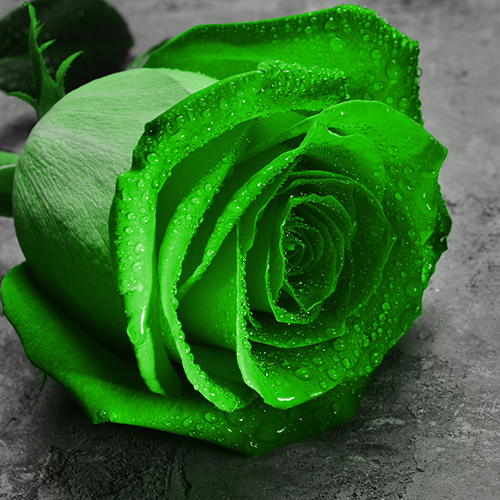 a photo of rose color meanings with a green rose