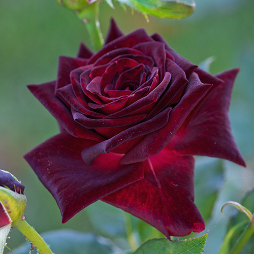 a photo of rose color meanings with a burgundy rose