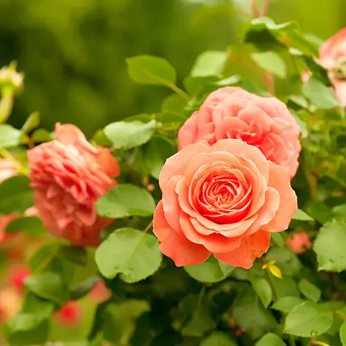 a photo of rose color meanings with orange roses