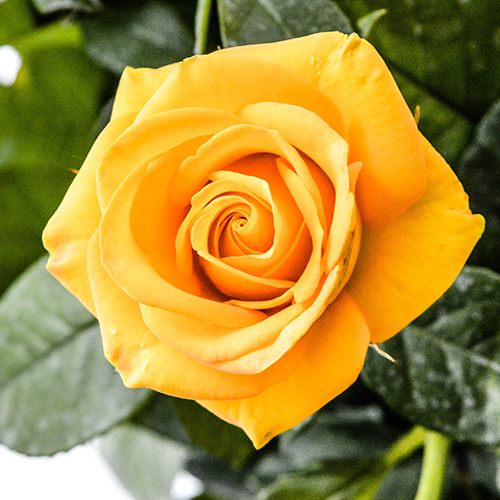 a photo of rose color meanings with a yellow rose