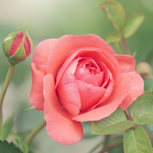 a photo of rose color meanings with a peach rose