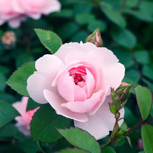 a photo of rose color meanings with a pale pink rose