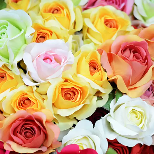 a photo of rose color meanings with multicolor roses