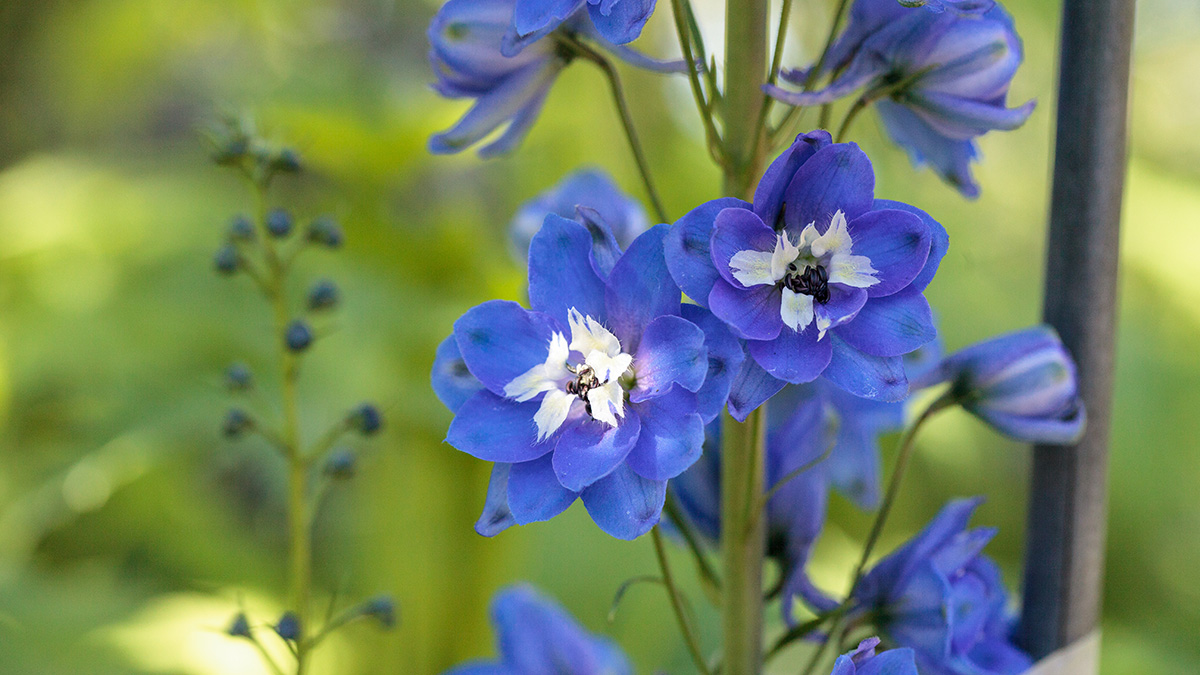 a photo of july birthdays with larkspur growing in the wild