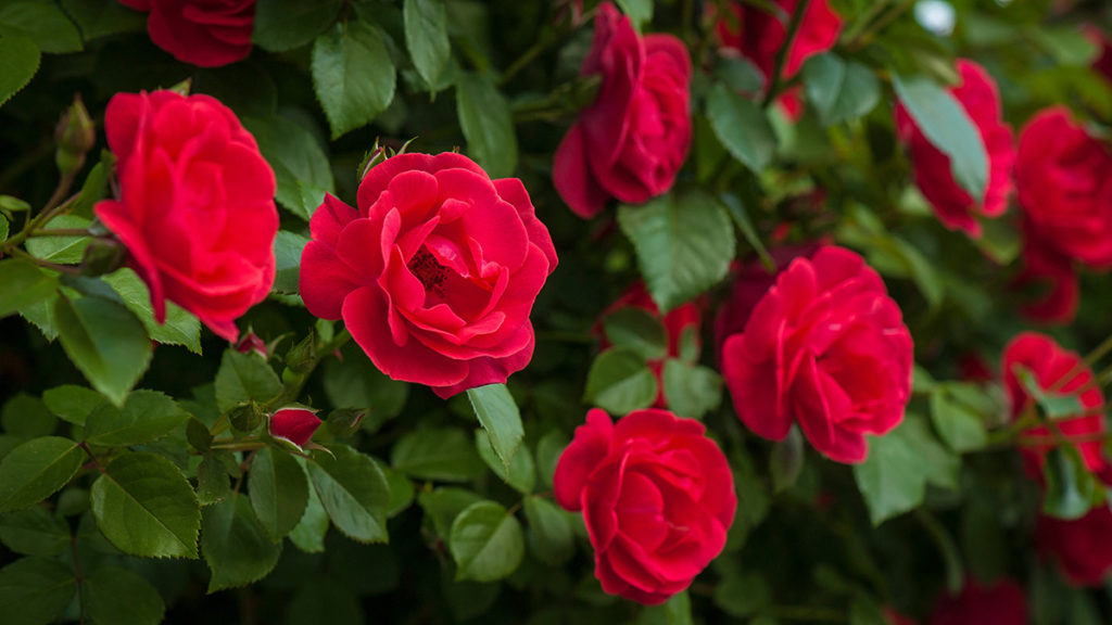 a photo of meaning of red roses with red roses growing on a vine