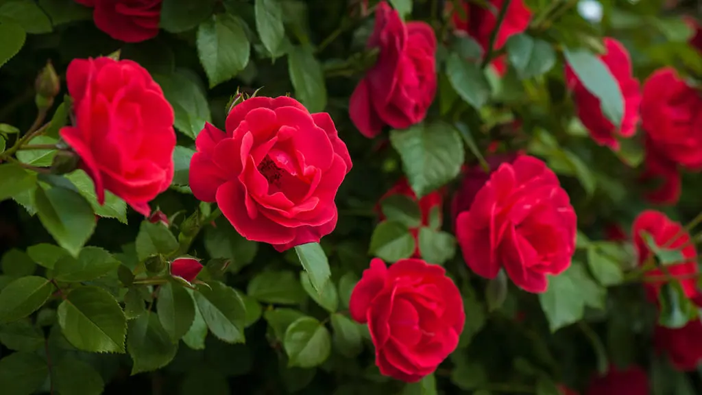 a photo of meaning of red roses with red roses growing on a vine