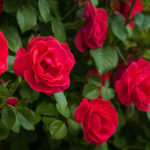 a photo of meaning of red roses with red roses growing on a vine