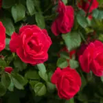 a photo of meaning of red roses with red roses growing on a vine