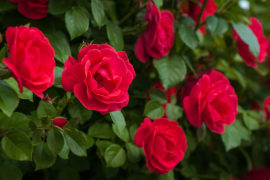 The History, Importance, and Meaning of Red Roses