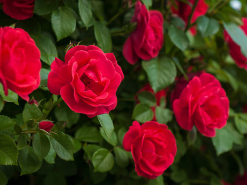 a photo of meaning of red roses with red roses growing on a vine