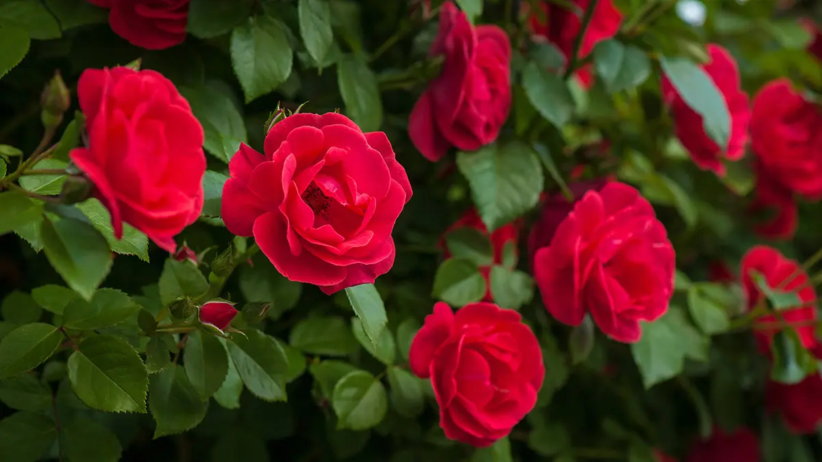 flowers for kids with red roses growing on a vine